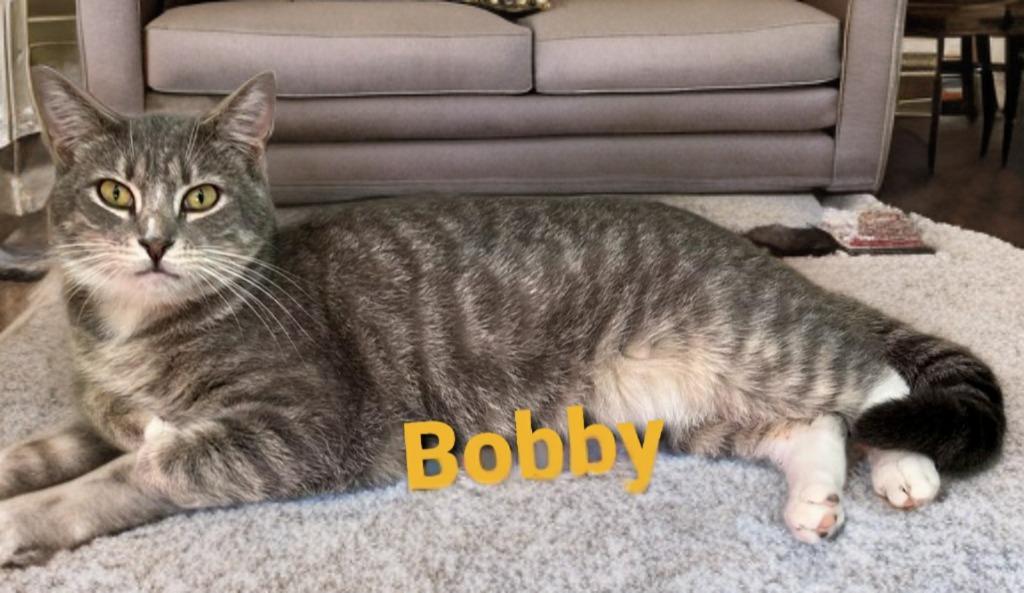 Enlarge Bobby, a Adoptable mixed breed in Jim Thorpe, PA image 4/4