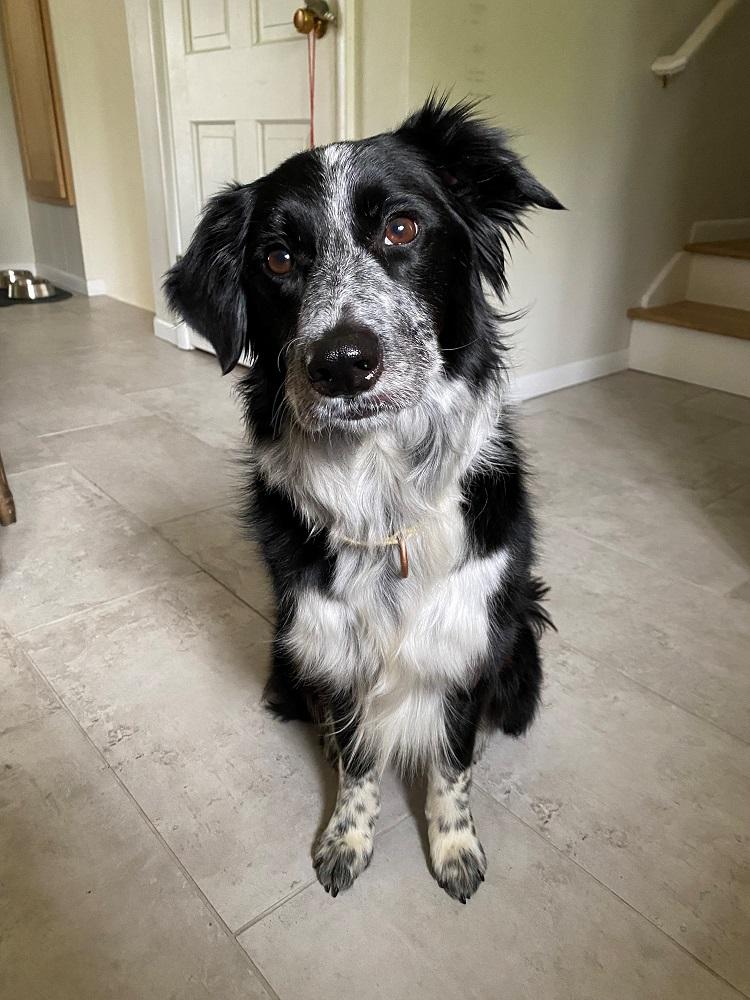 Kota, adoptable, Adult Female Border Collie.