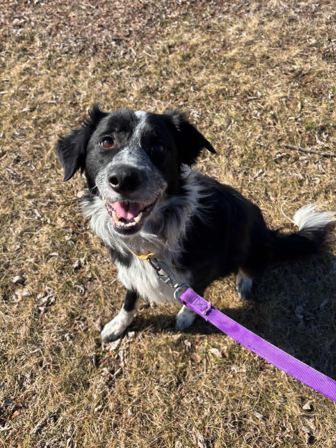 Kota, an adoptable Border Collie in Mason City, IA image 2/2