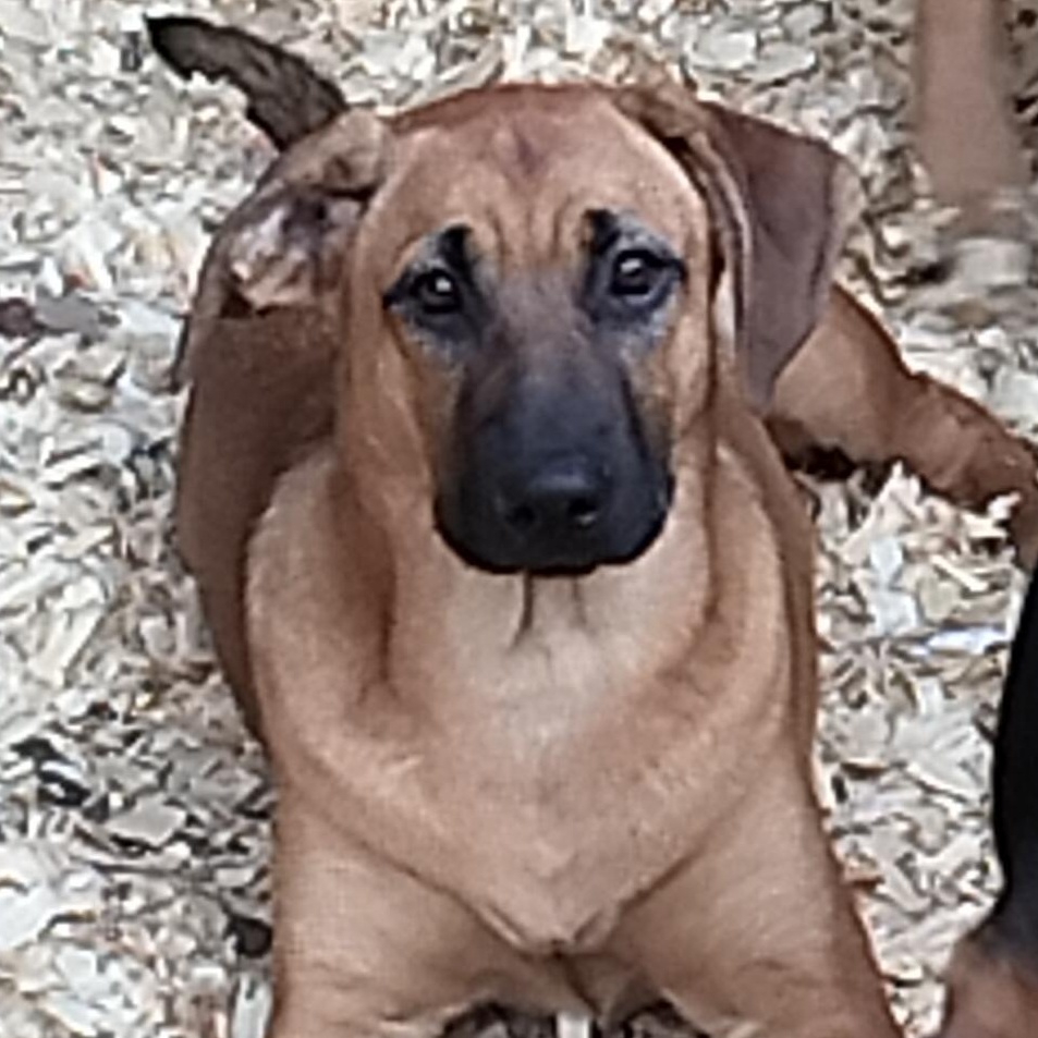 Enlarge Rascal, a Adoptable mixed breed in Carson, MS image 3/5