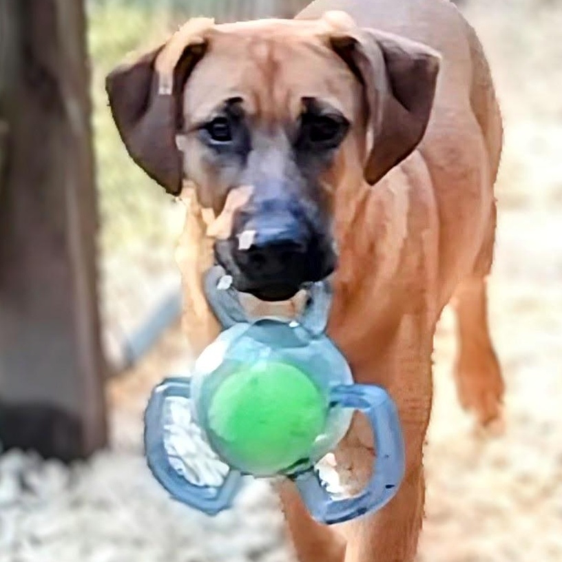 Enlarge Rascal, a Adoptable mixed breed in Carson, MS image 4/5