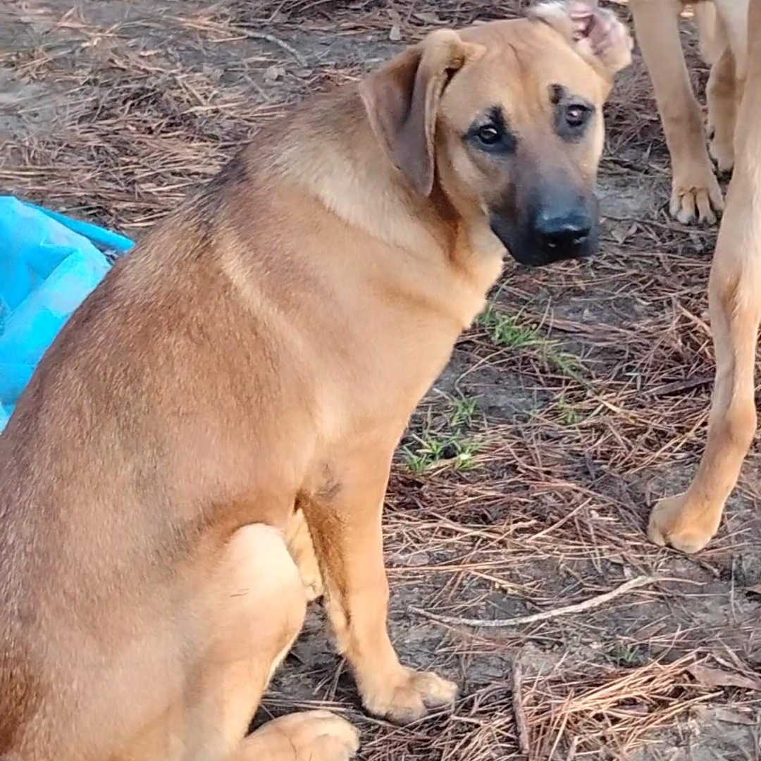 Enlarge Rascal, a Adoptable mixed breed in Carson, MS image 2/5