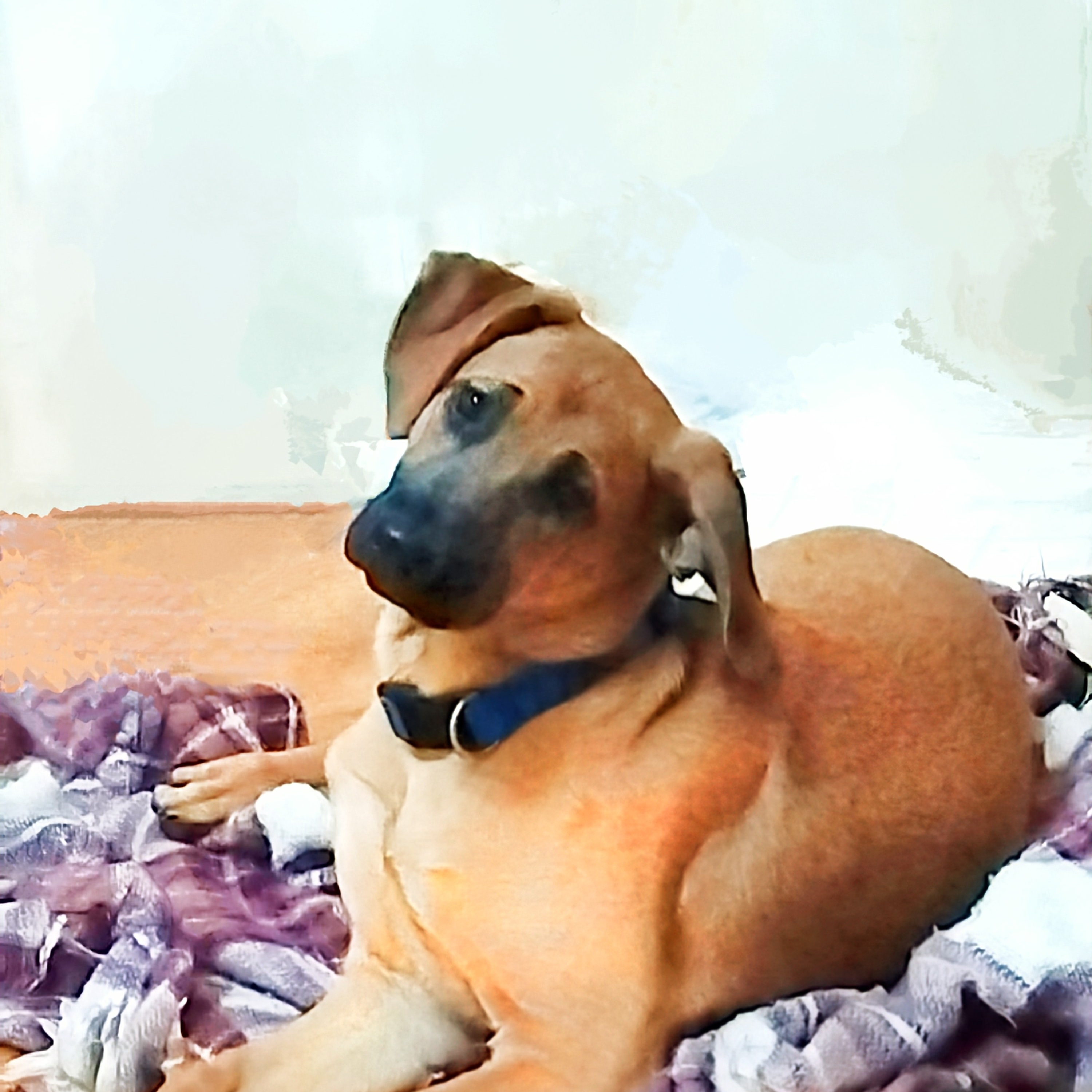 Enlarge Rascal, a Adoptable mixed breed in Carson, MS image 5/5