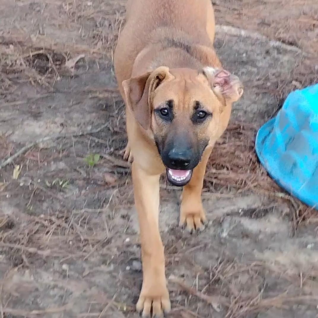 Rascal, Adoptable, Young Female German Shepherd Dog & Boxer.