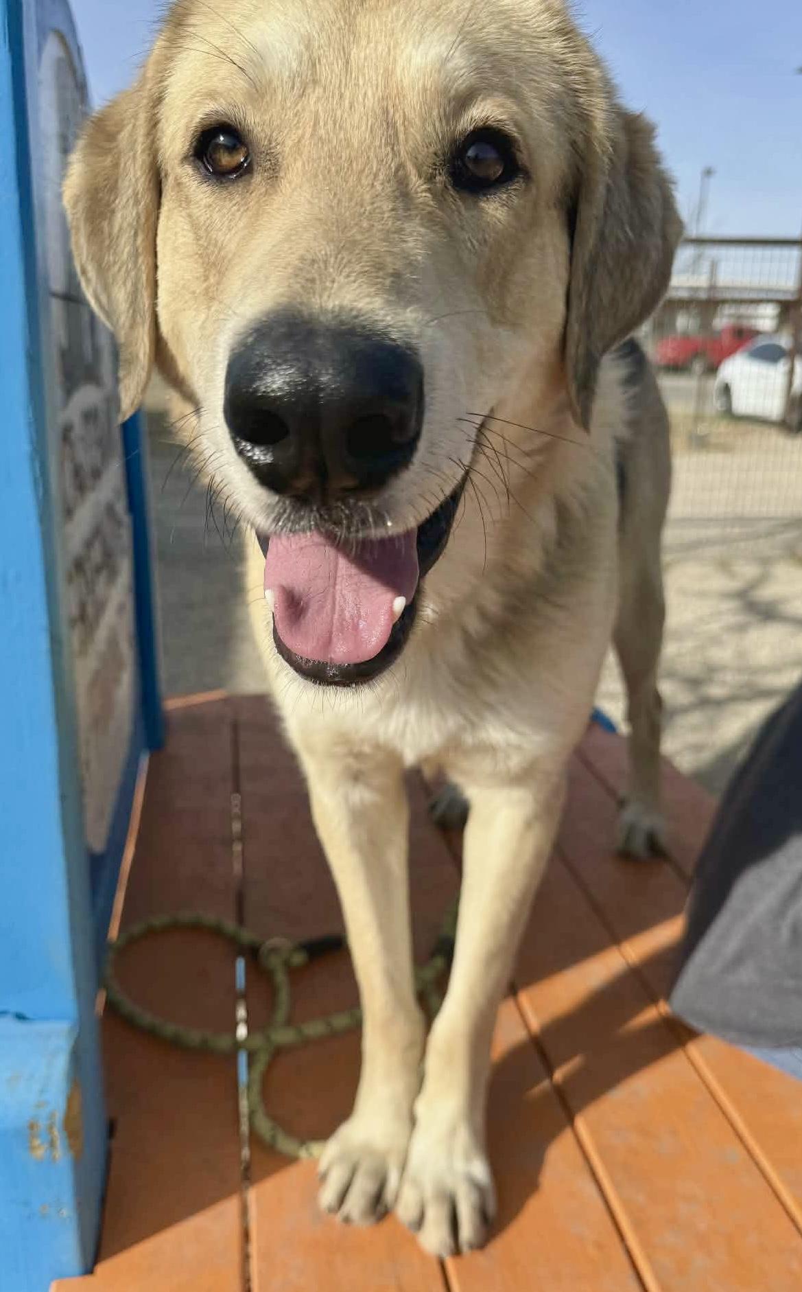 Enlarge Jack , an adopted mixed breed in Green bay , WI image 6/6
