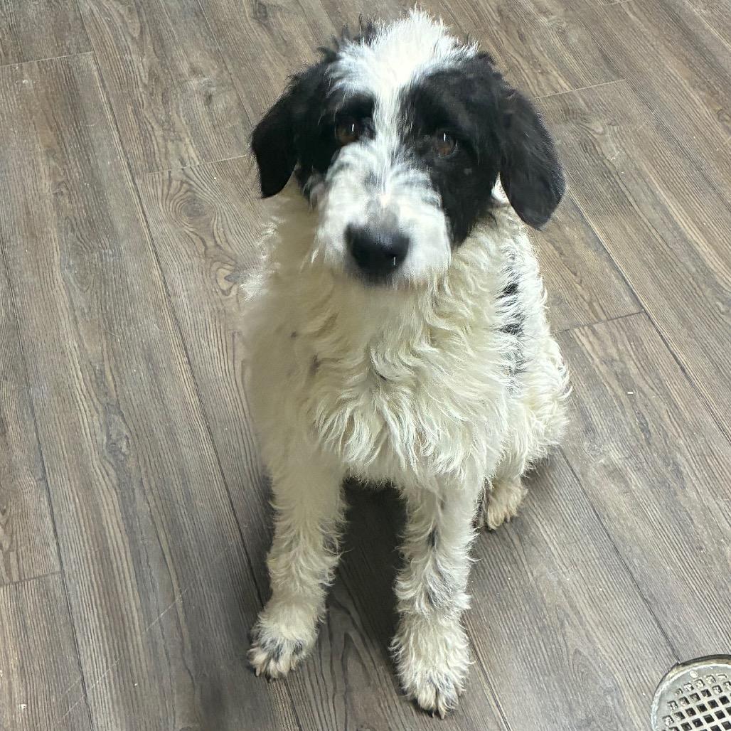 Enlarge Kay, a Adoptable Setter in Danville, KY image 1/1