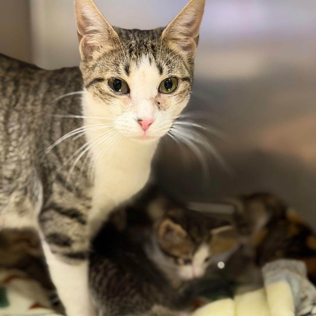 Canvas, Adoptable, Adult Female Domestic Short Hair.
