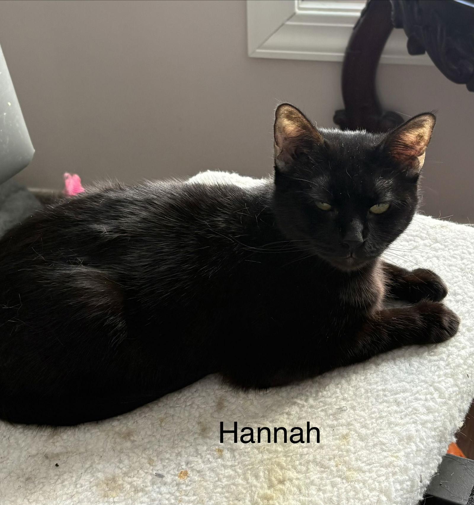 Hannah ( th), Adoptable, Young Female Domestic Short Hair.