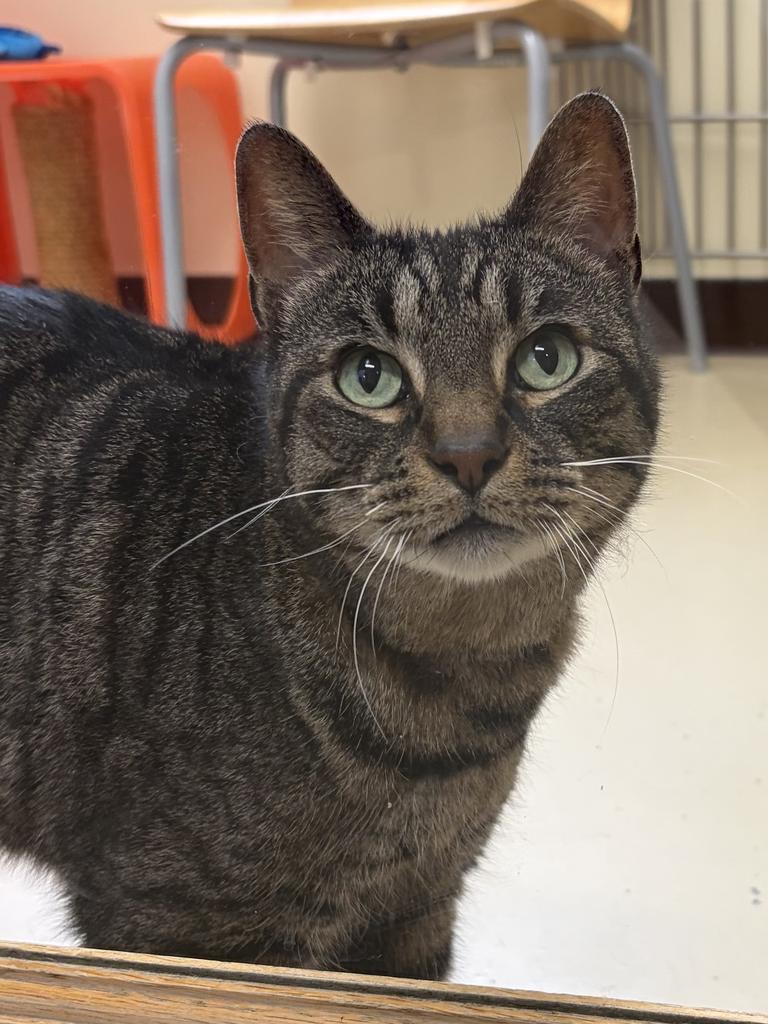 Littles, Adoptable, Senior Male Domestic Short Hair.