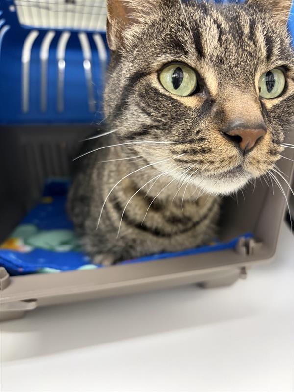 Enlarge Littles, a Adoptable mixed breed in Saint Paul, MN image 2/2