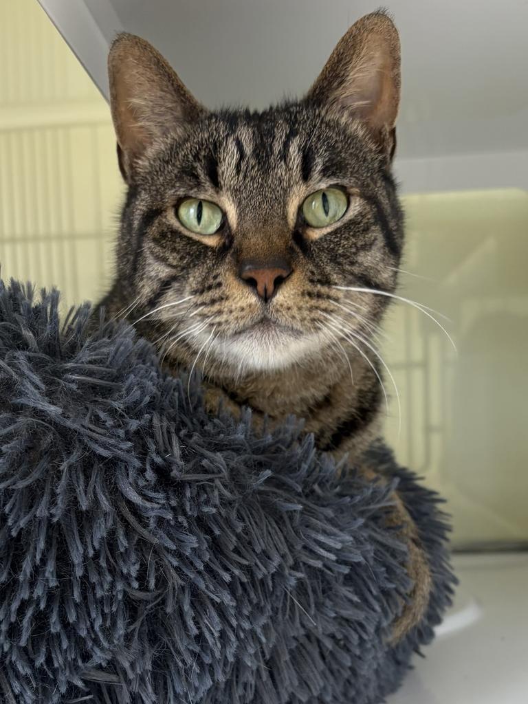 Enlarge Littles, a Adoptable mixed breed in Saint Paul, MN image 3/3