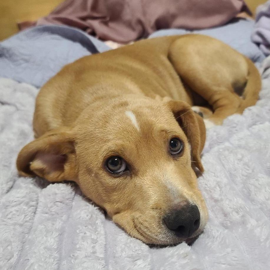 Jordan, Adoptable, Puppy Male Beagle & Retriever.