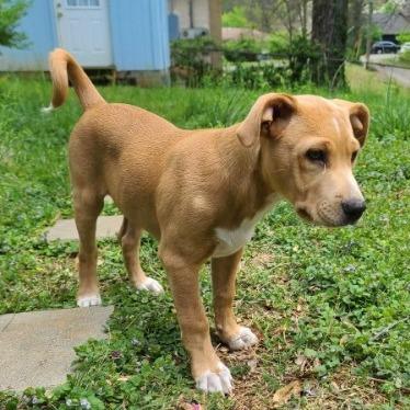 Enlarge Jordan, a Adoptable mixed breed in Warwick, RI image 3/6