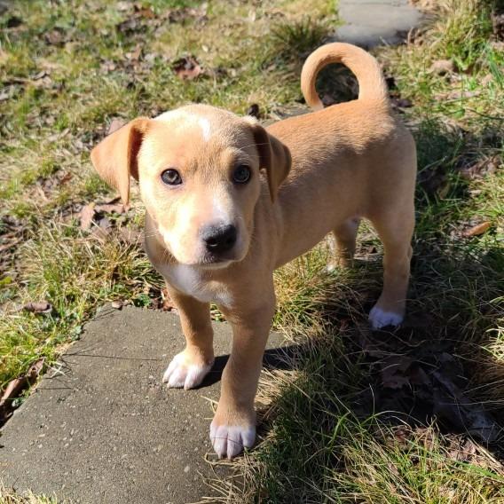 Enlarge Jordan, a Adoptable mixed breed in Warwick, RI image 5/6