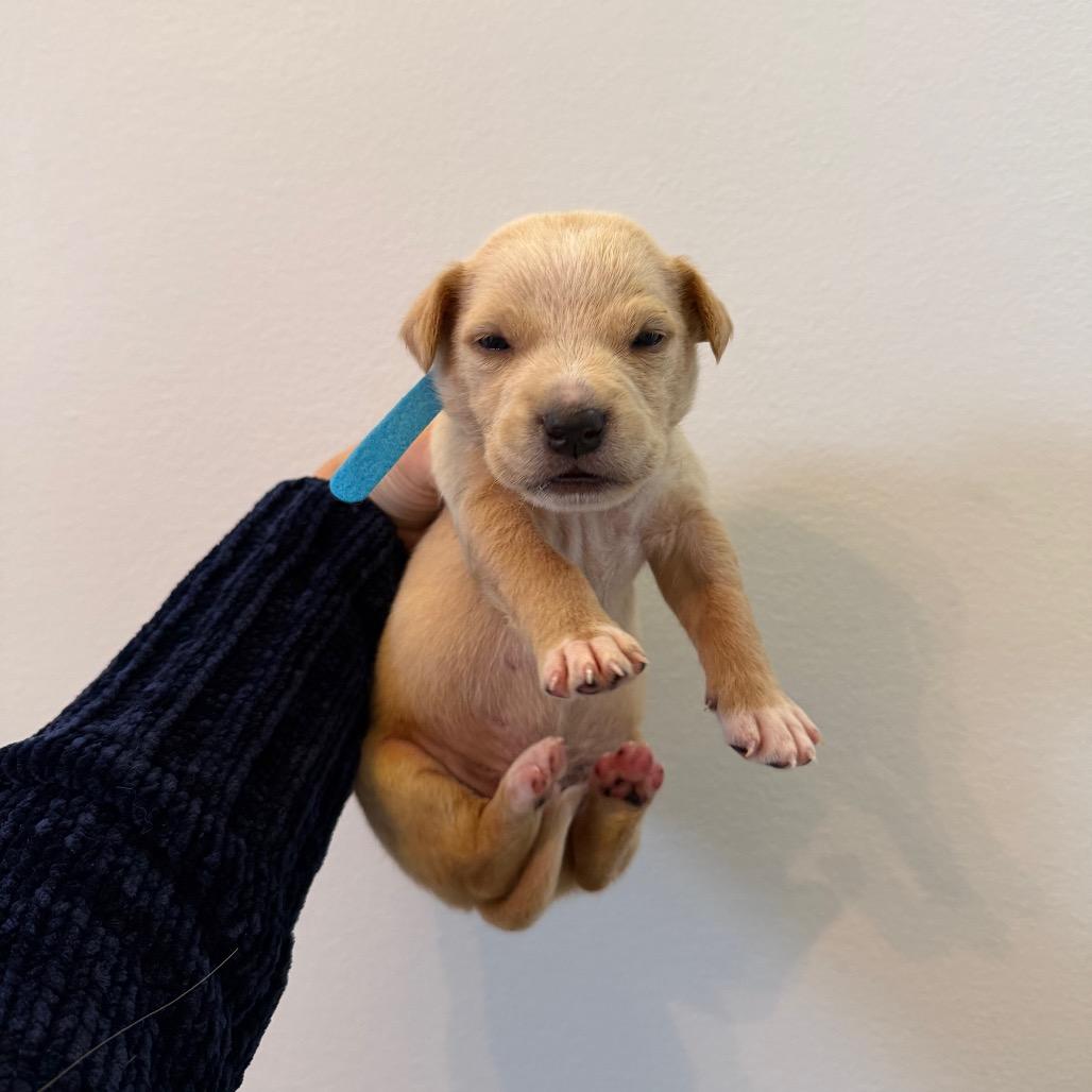 Enlarge Jordan, a Adoptable mixed breed in Warwick, RI image 2/6