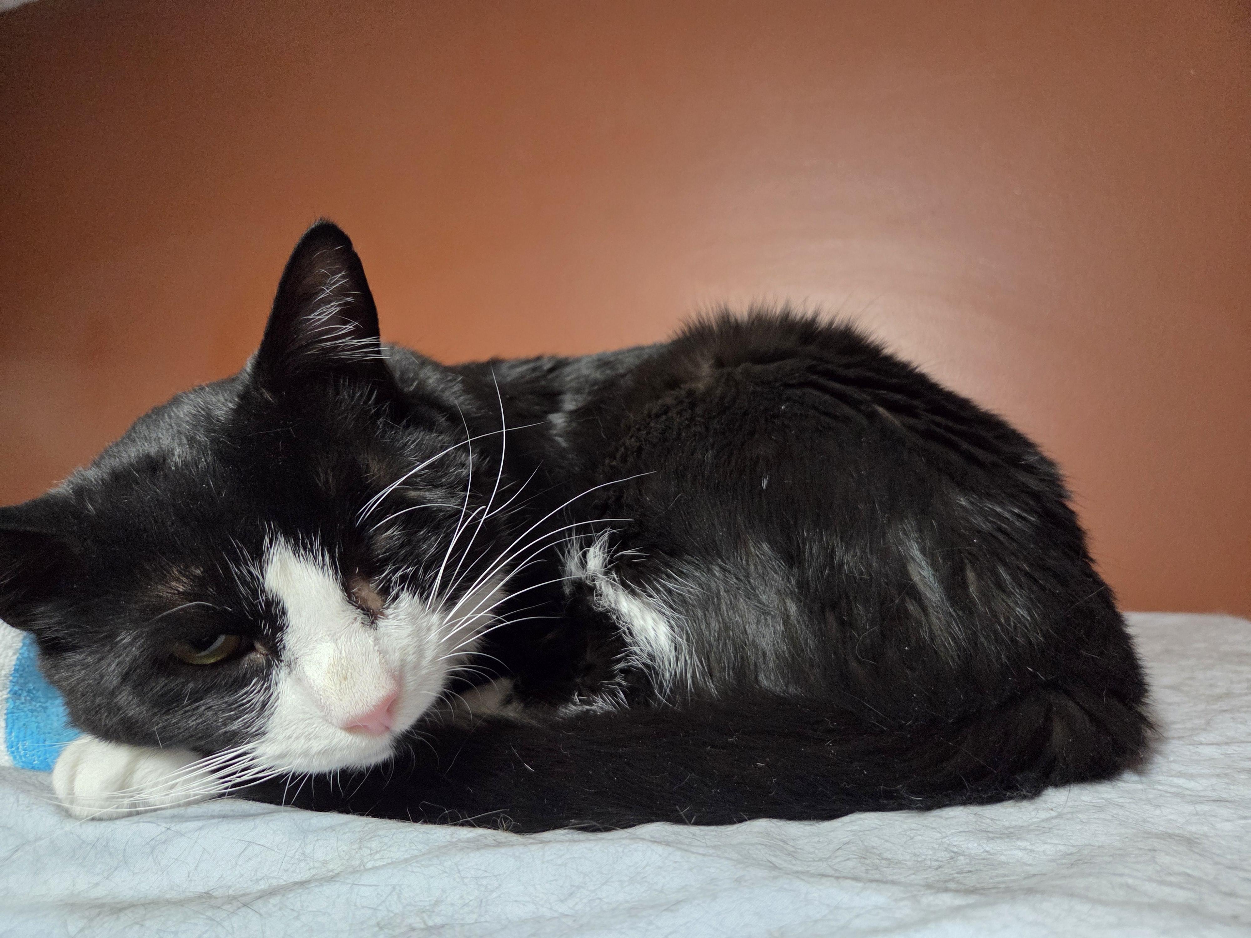 Huckleberry, a Adoptable mixed breed in Orlando, FL image 1/4