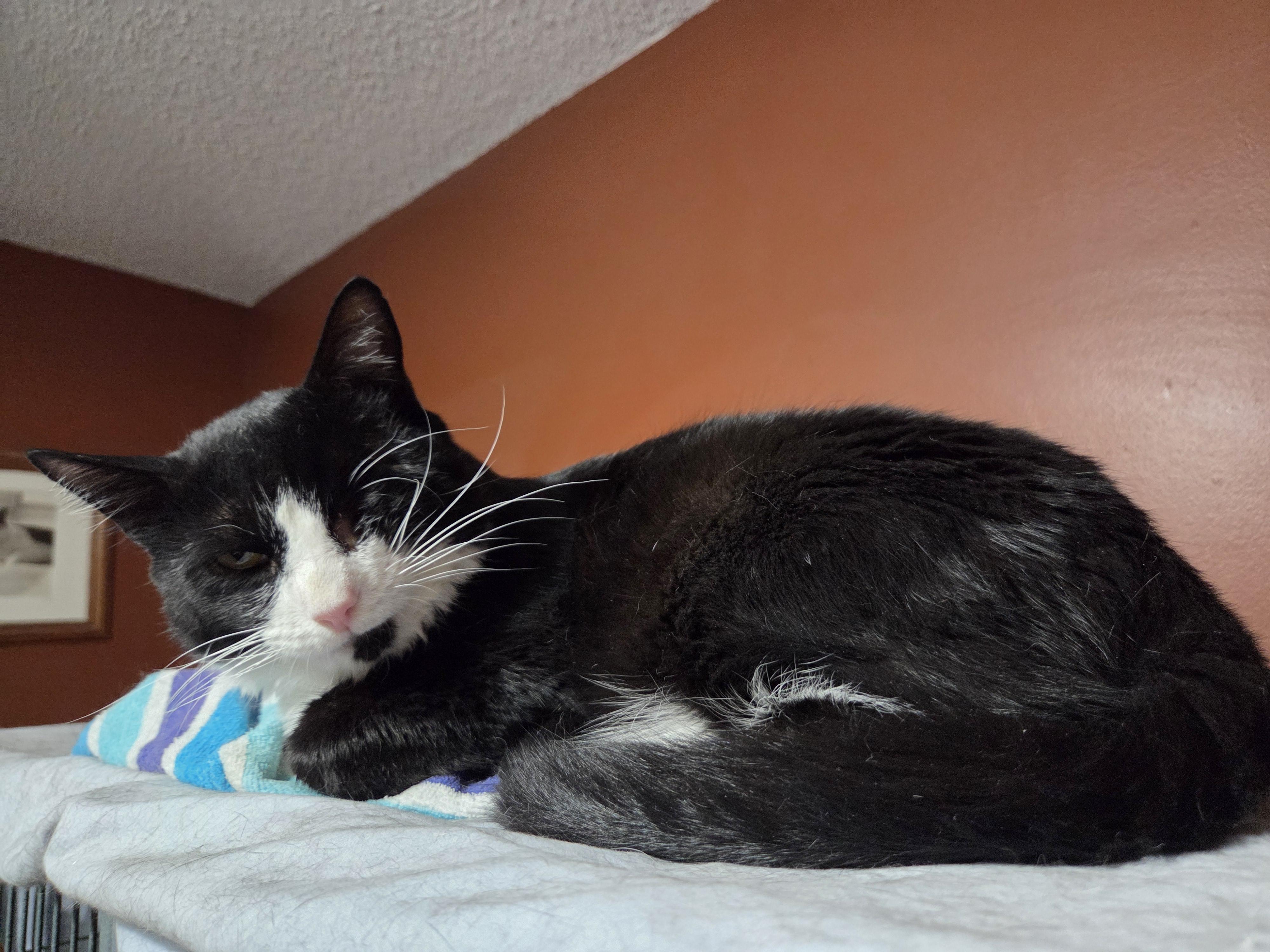 Huckleberry, a Adoptable mixed breed in Orlando, FL image 2/4