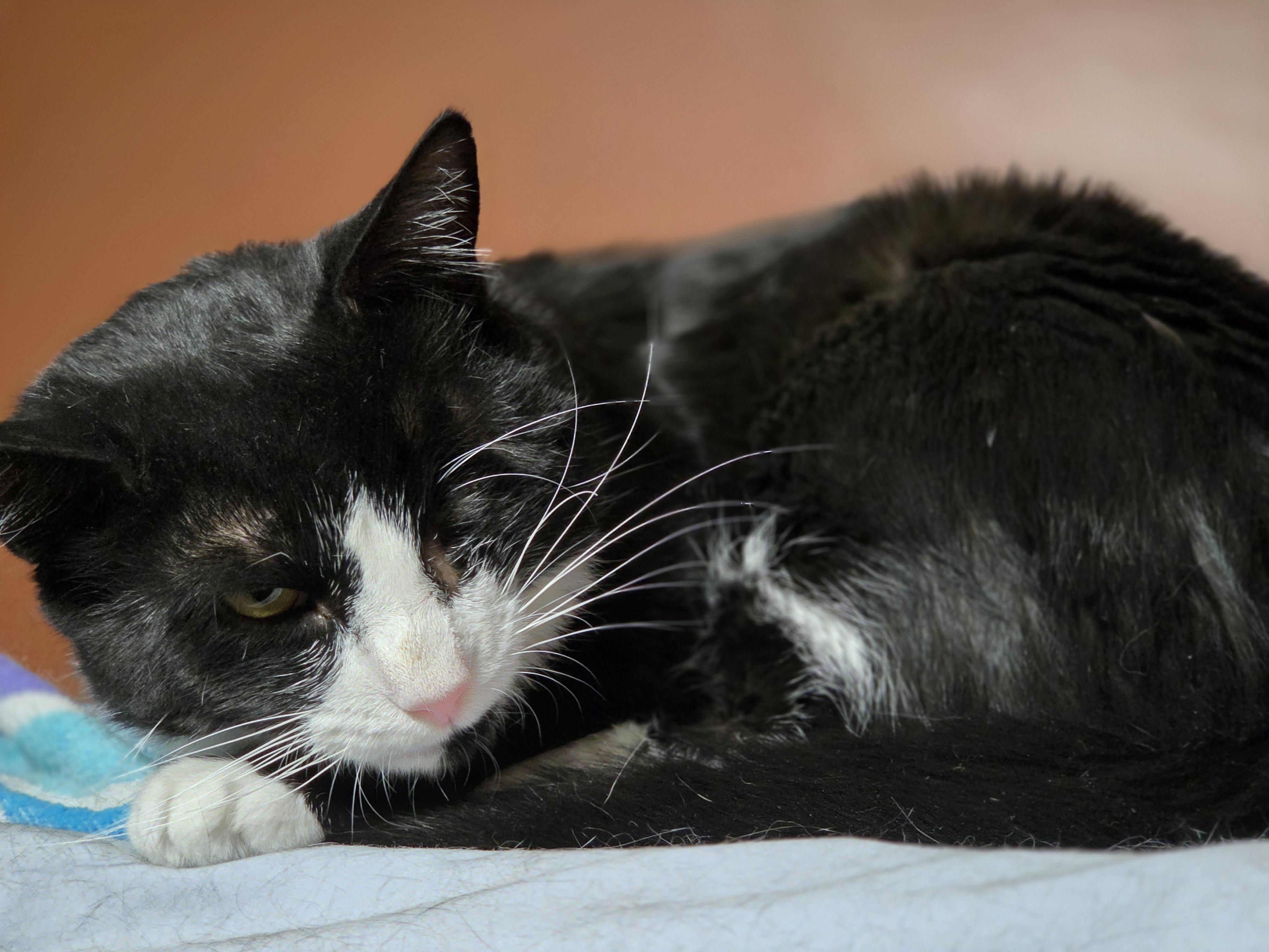 Huckleberry, a Adoptable mixed breed in Orlando, FL image 3/4