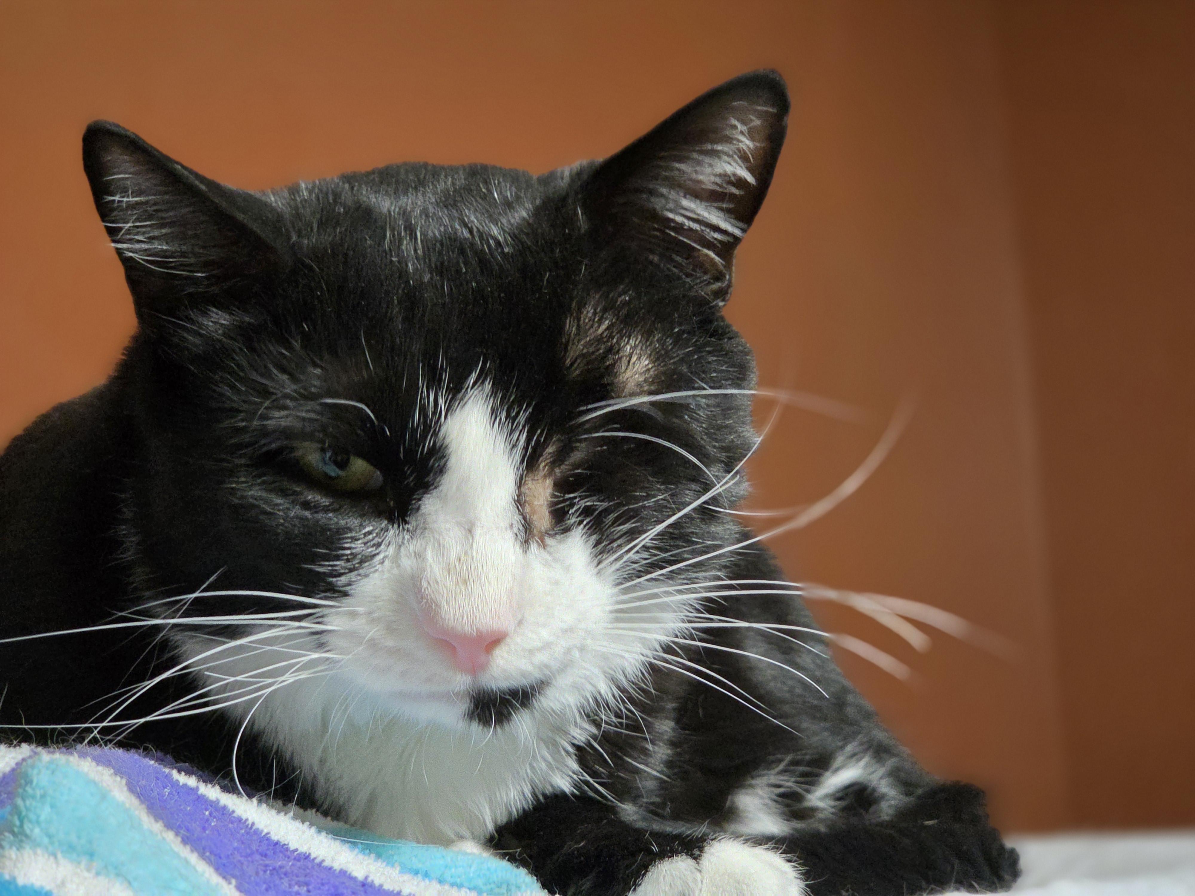 Huckleberry, a Adoptable mixed breed in Orlando, FL image 4/4