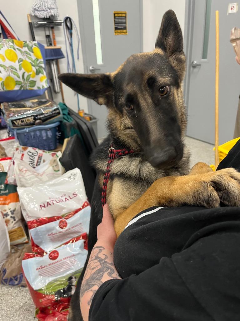 Enlarge Sheppe, a Adoptable German Shepherd Dog in Auburn, IN image 1/5