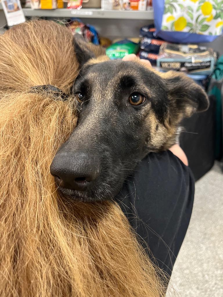 Enlarge Sheppe, a Adoptable German Shepherd Dog in Auburn, IN image 2/5