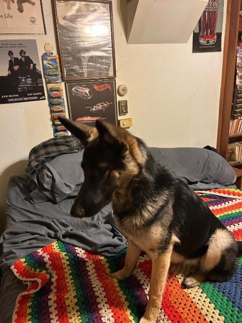 Enlarge Sheppe, a Adoptable German Shepherd Dog in Auburn, IN image 3/5