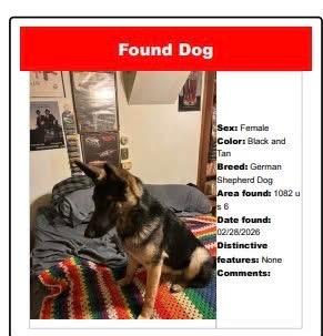 Enlarge Sheppe, a Adoptable German Shepherd Dog in Auburn, IN image 4/5