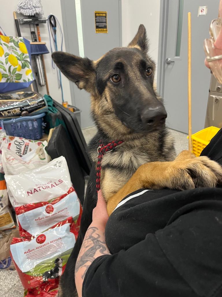 Enlarge Sheppe, a Adoptable German Shepherd Dog in Auburn, IN image 5/5