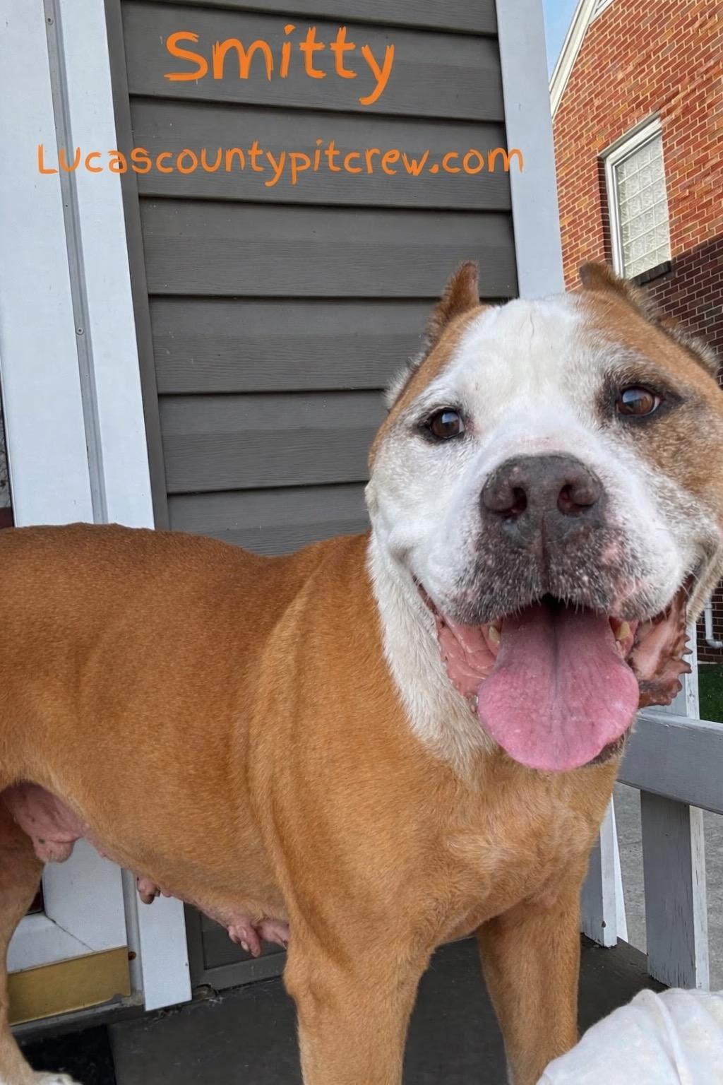 Enlarge Smitty, a Adoptable mixed breed in Toledo, OH image 1/2