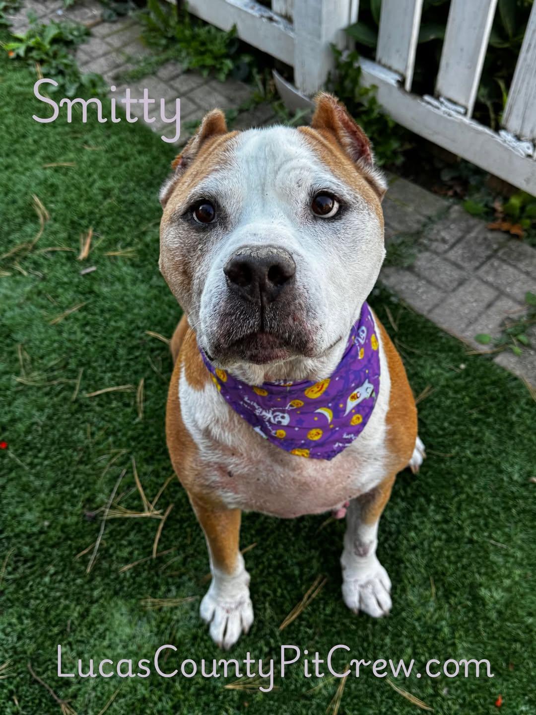 Enlarge Smitty, a Adoptable mixed breed in Toledo, OH image 2/2