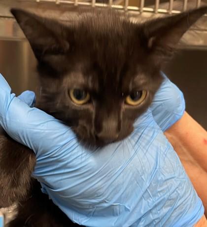 Zara, Adoptable, Adult Female Domestic Short Hair & Domestic Short Hair.