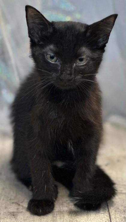 Enlarge Zara, a Adoptable mixed breed in Shreveport, LA image 2/3