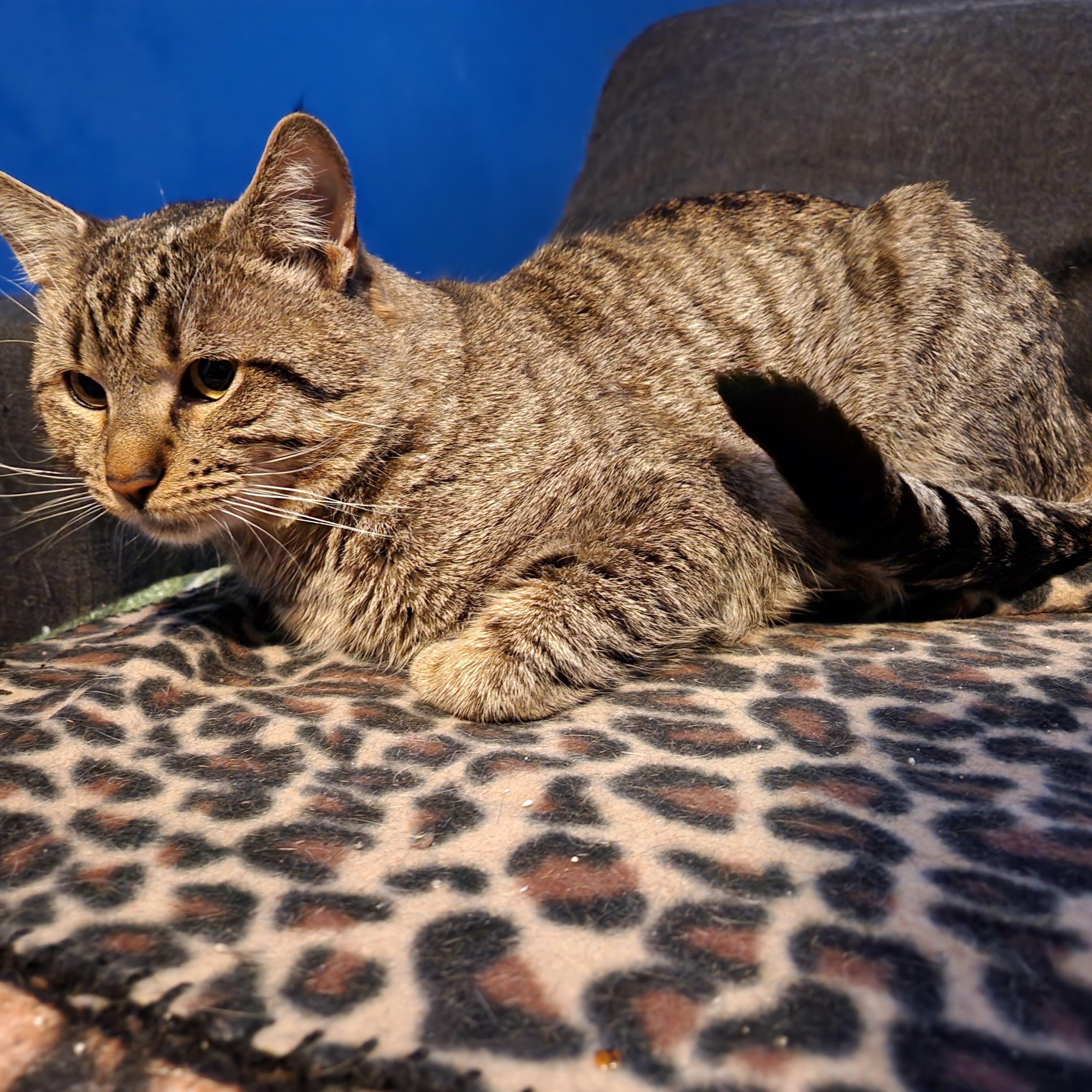 Enlarge Tigger, a ADOPTABLE mixed breed in Duluth, GA image 6/6