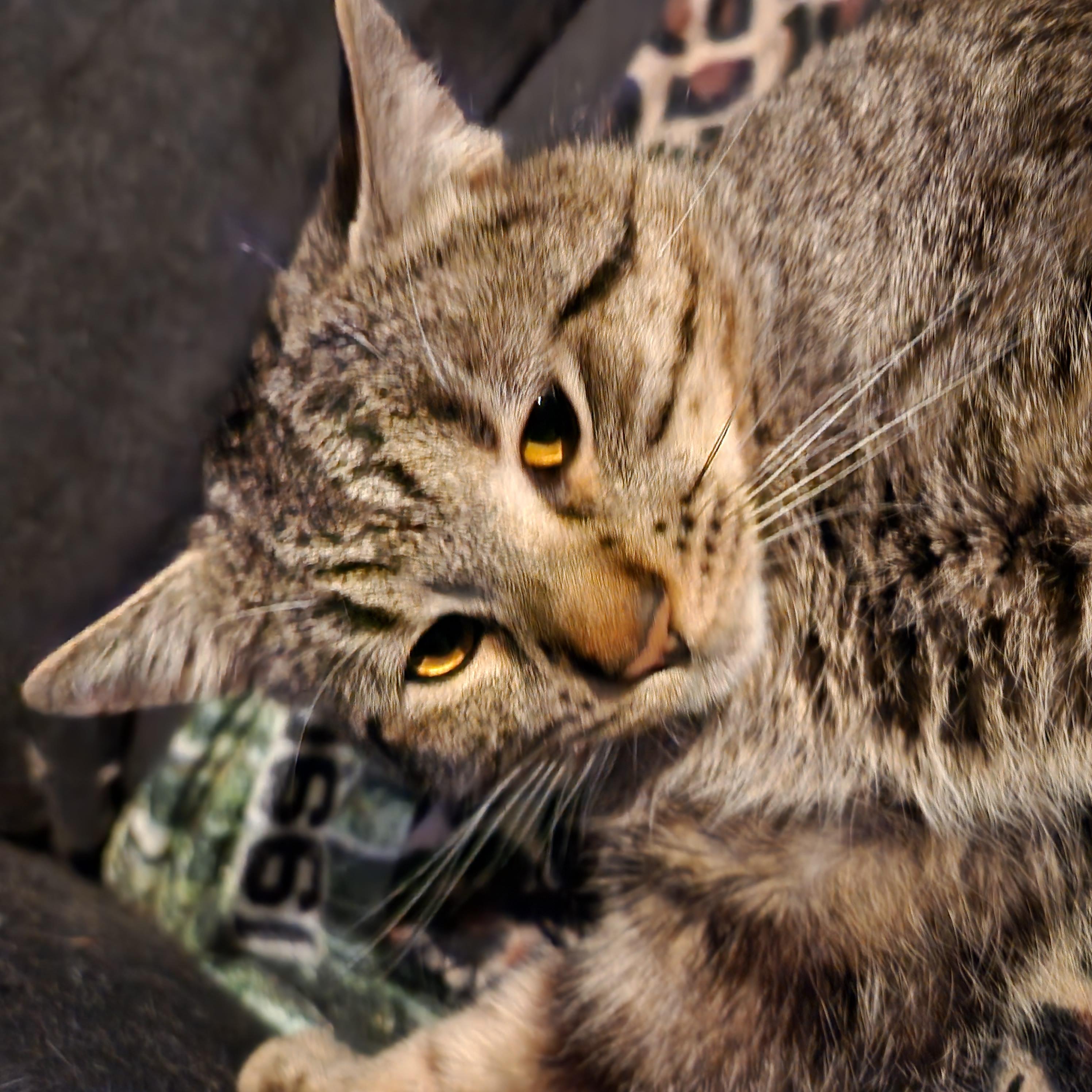 Enlarge Tigger, a ADOPTABLE mixed breed in Duluth, GA image 5/6