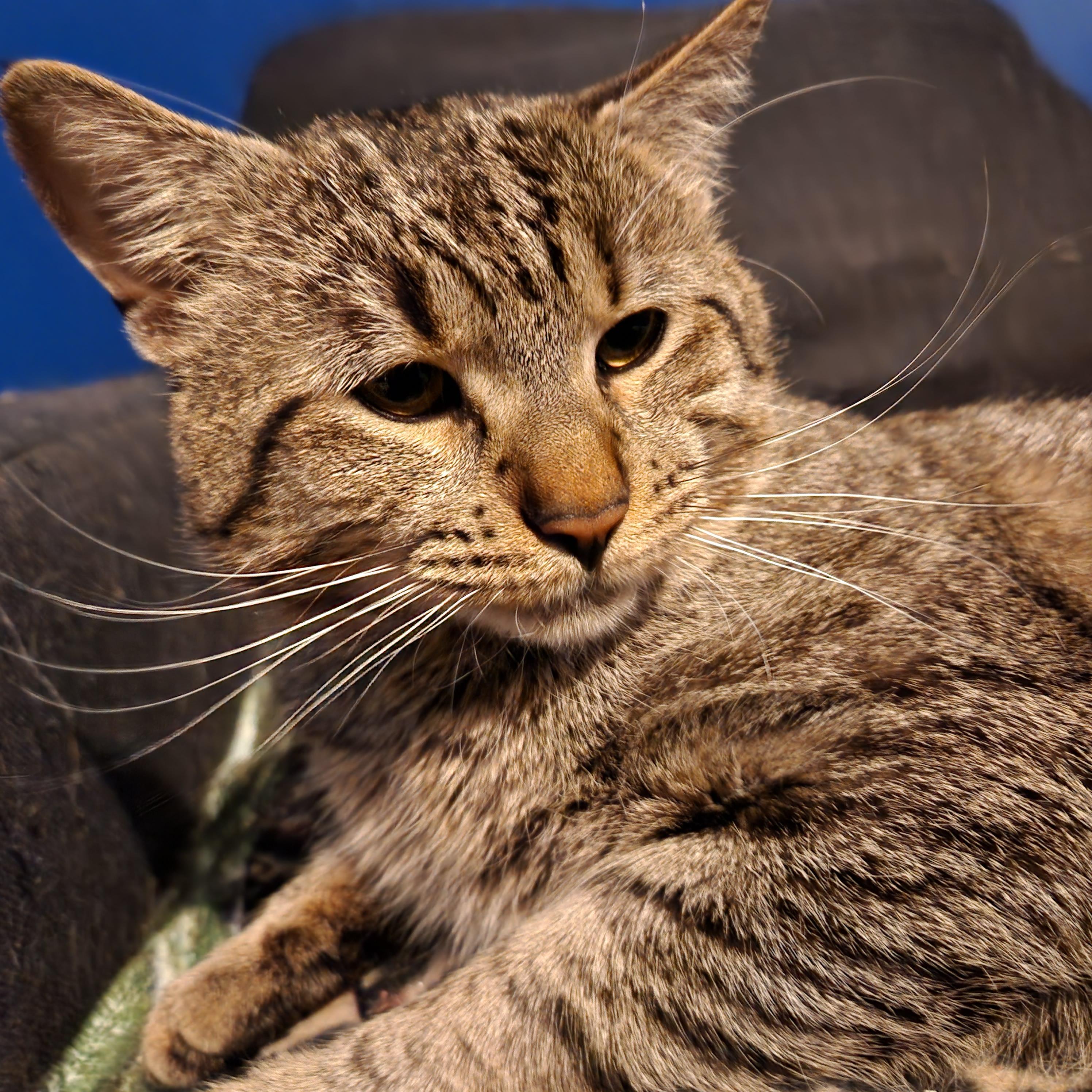 Enlarge Tigger, a ADOPTABLE mixed breed in Duluth, GA image 4/6