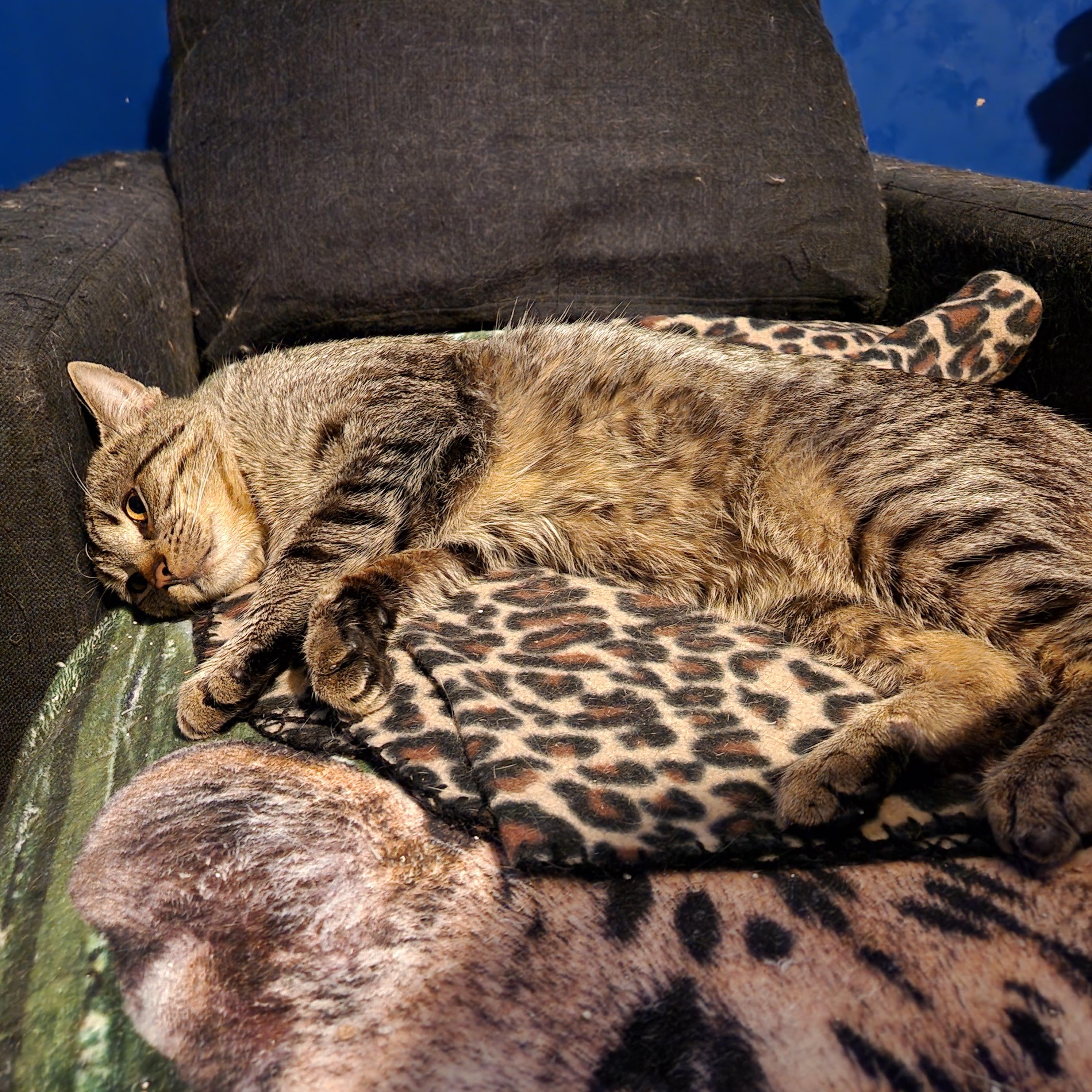 Enlarge Tigger, a ADOPTABLE mixed breed in Duluth, GA image 3/6