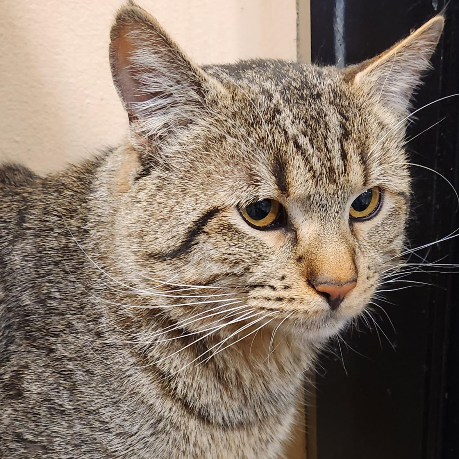 Tigger, ADOPTABLE, Adult Male Tabby & Domestic Medium Hair.