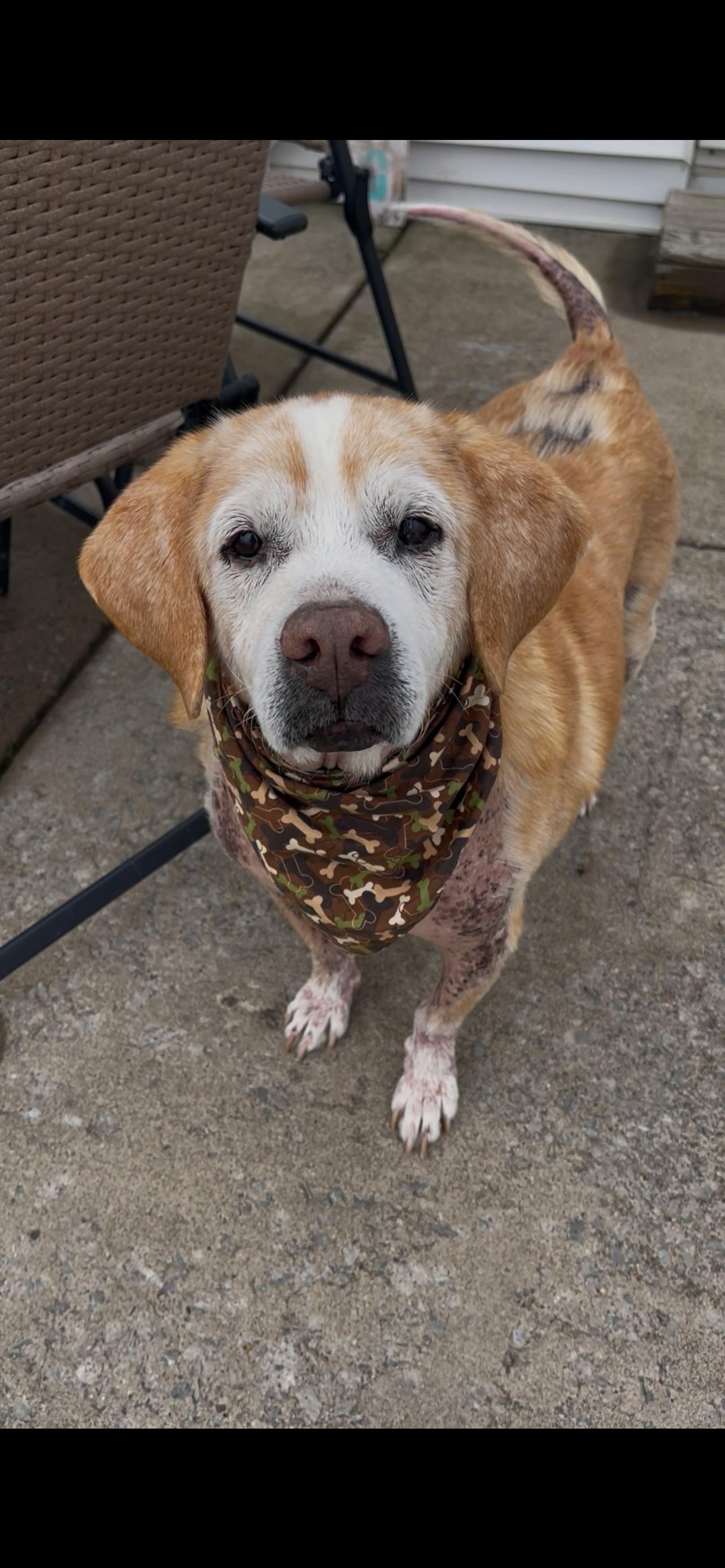 Enlarge Chunky, a ADOPTABLE mixed breed in East Amherst, NY image 2/3