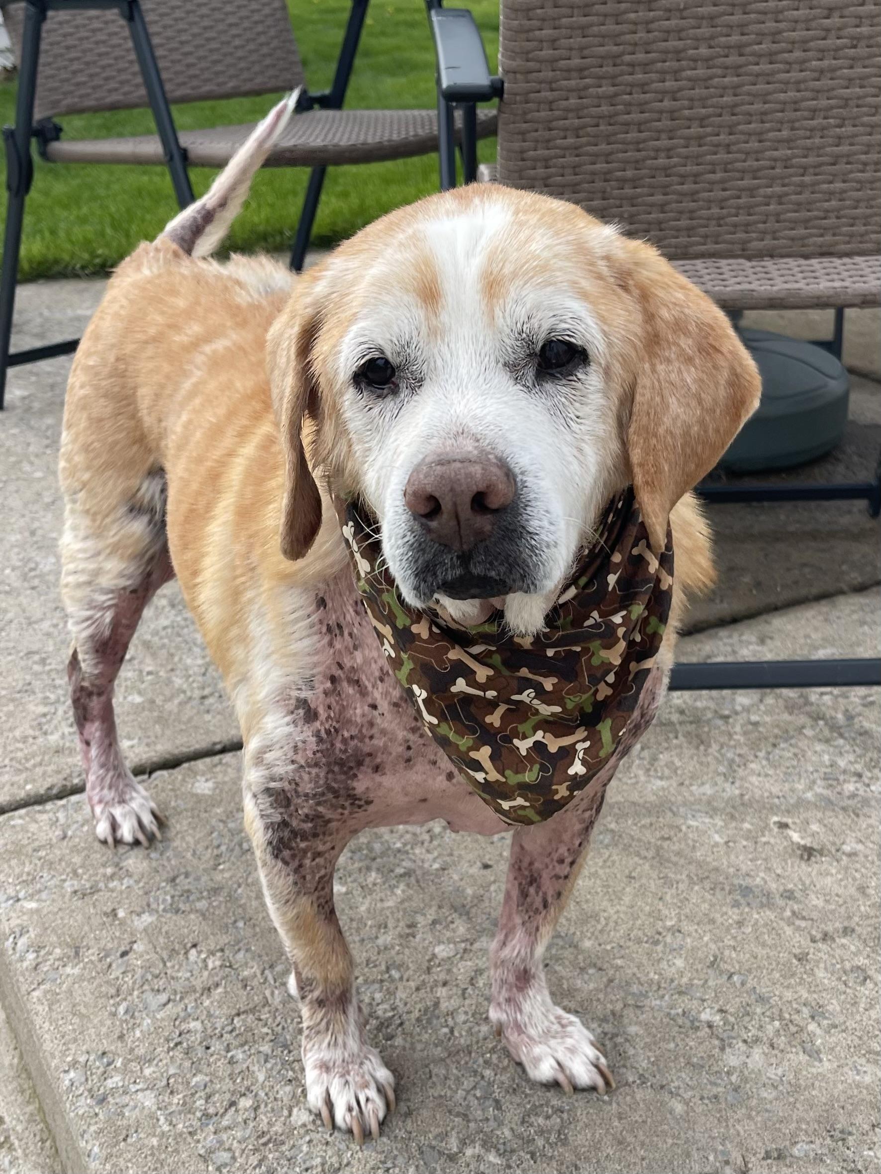 Chunky, ADOPTABLE, Senior Male Beagle.