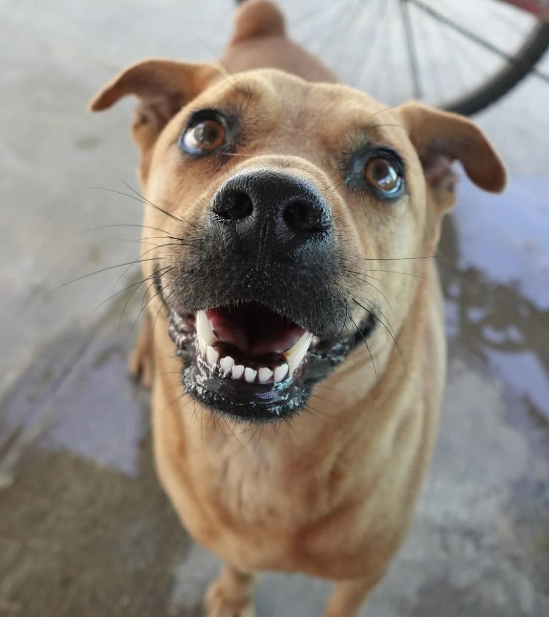 Enlarge Pumba, a ADOPTABLE Mixed Breed in Waterloo, ON image 1/6