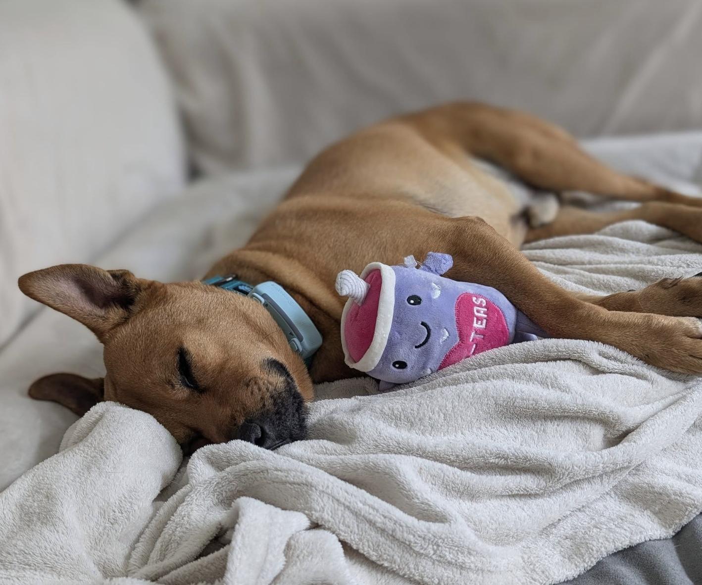 Enlarge Pumba, a ADOPTABLE Mixed Breed in Waterloo, ON image 4/6