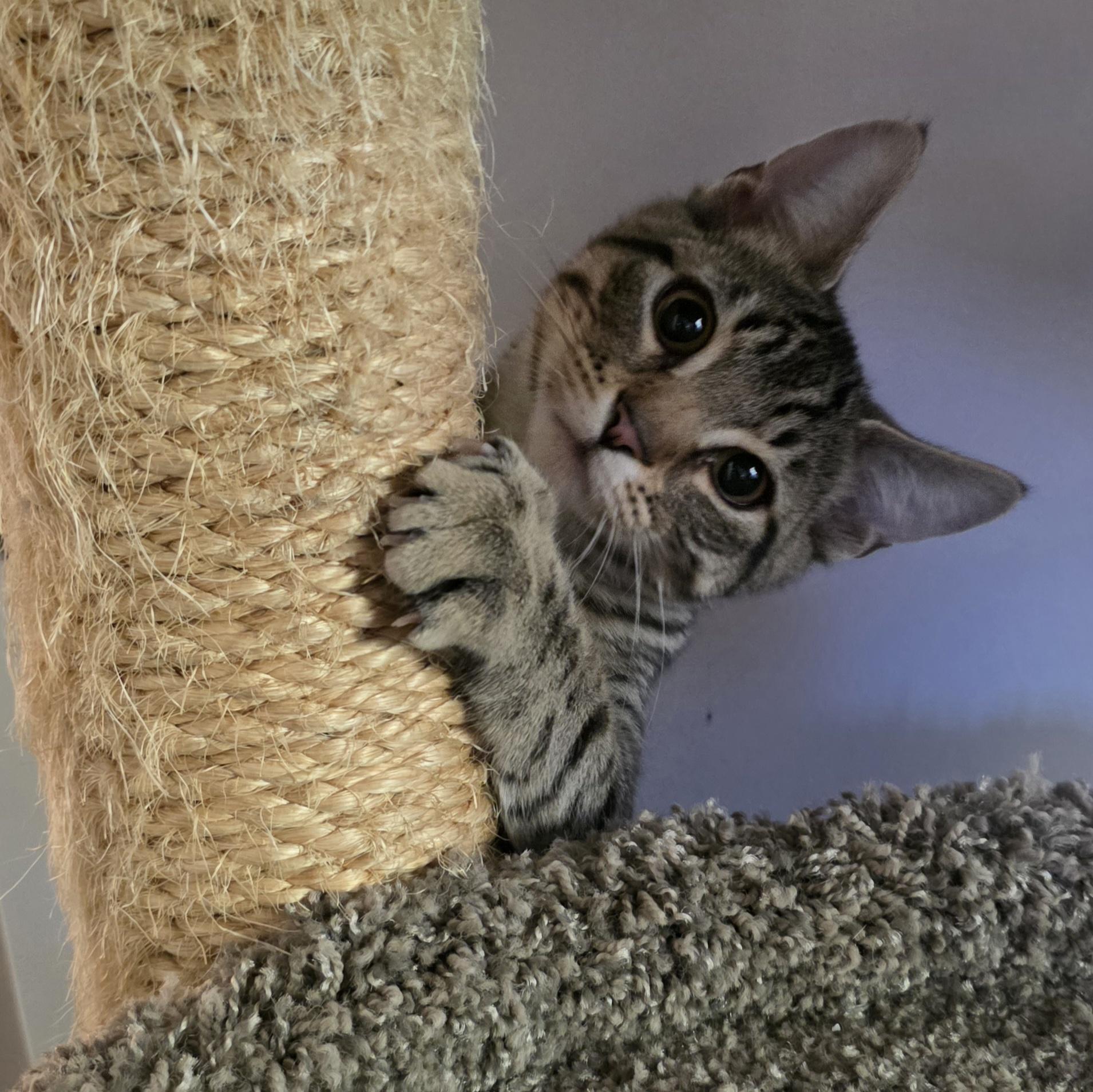 Ollie, Adoptable, Kitten Male Domestic Short Hair.