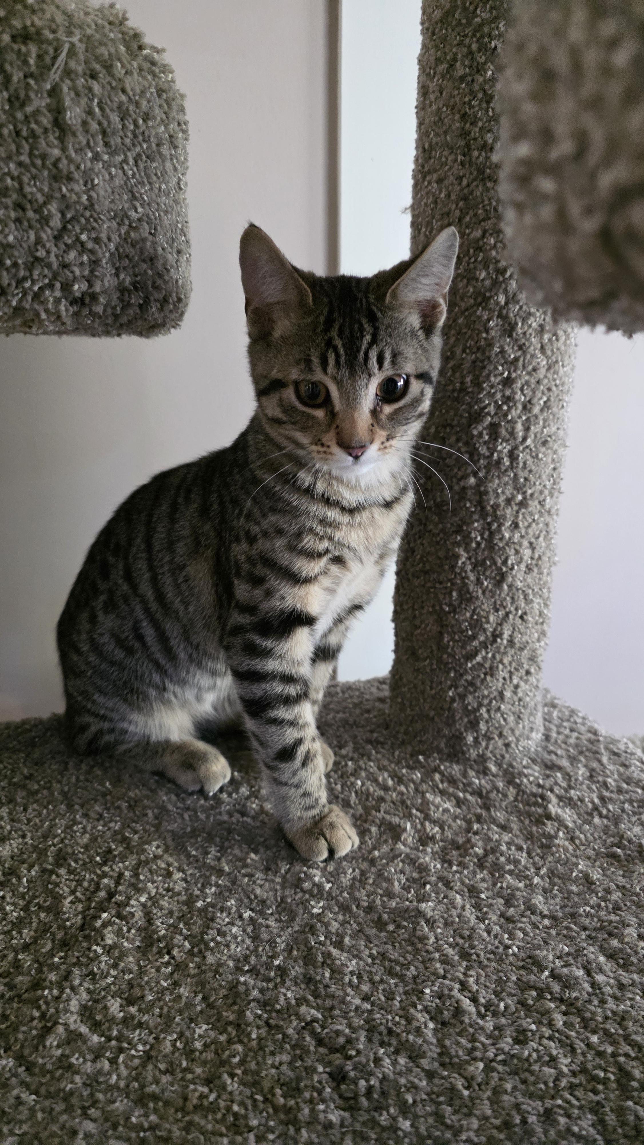 Ollie, a Adoptable mixed breed in Kamloops, BC image 2/6