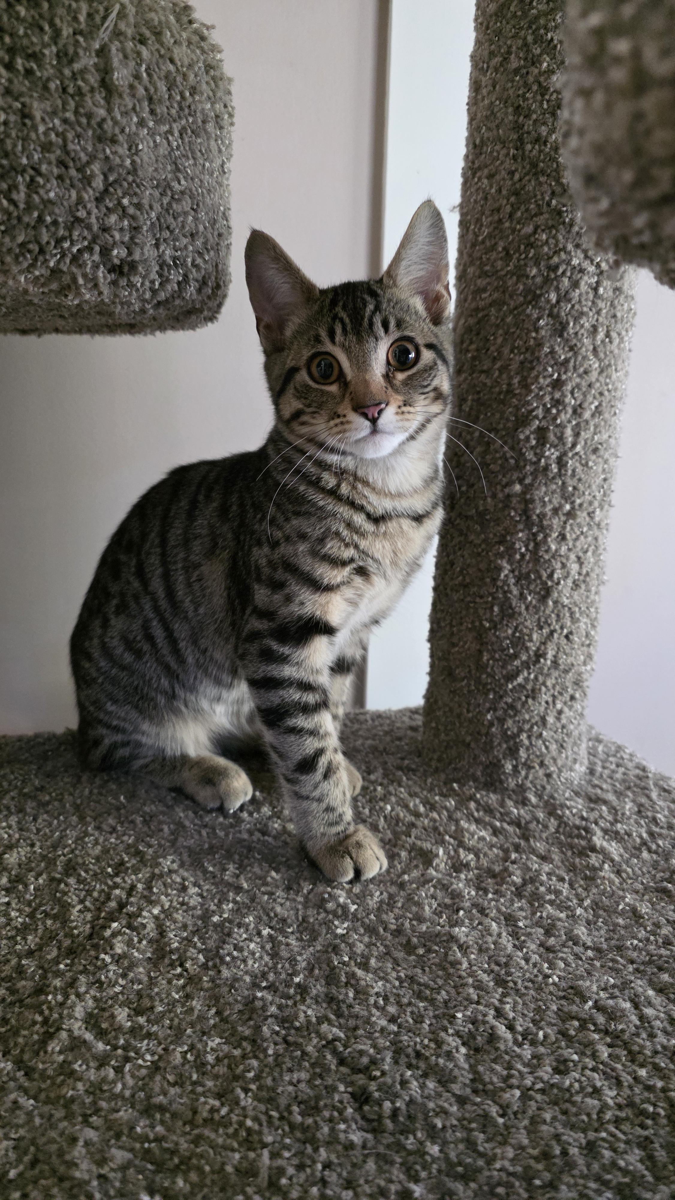 Ollie, a Adoptable mixed breed in Kamloops, BC image 3/6