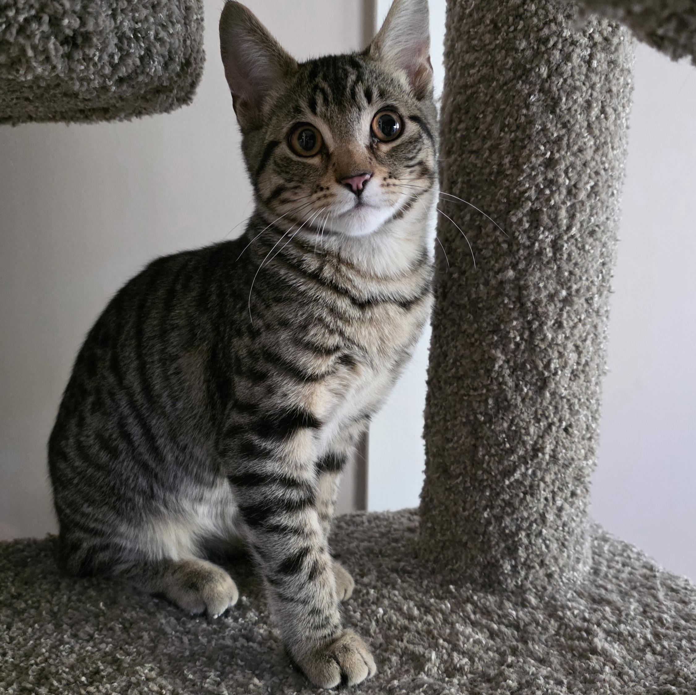 Ollie, a Adoptable mixed breed in Kamloops, BC image 4/6