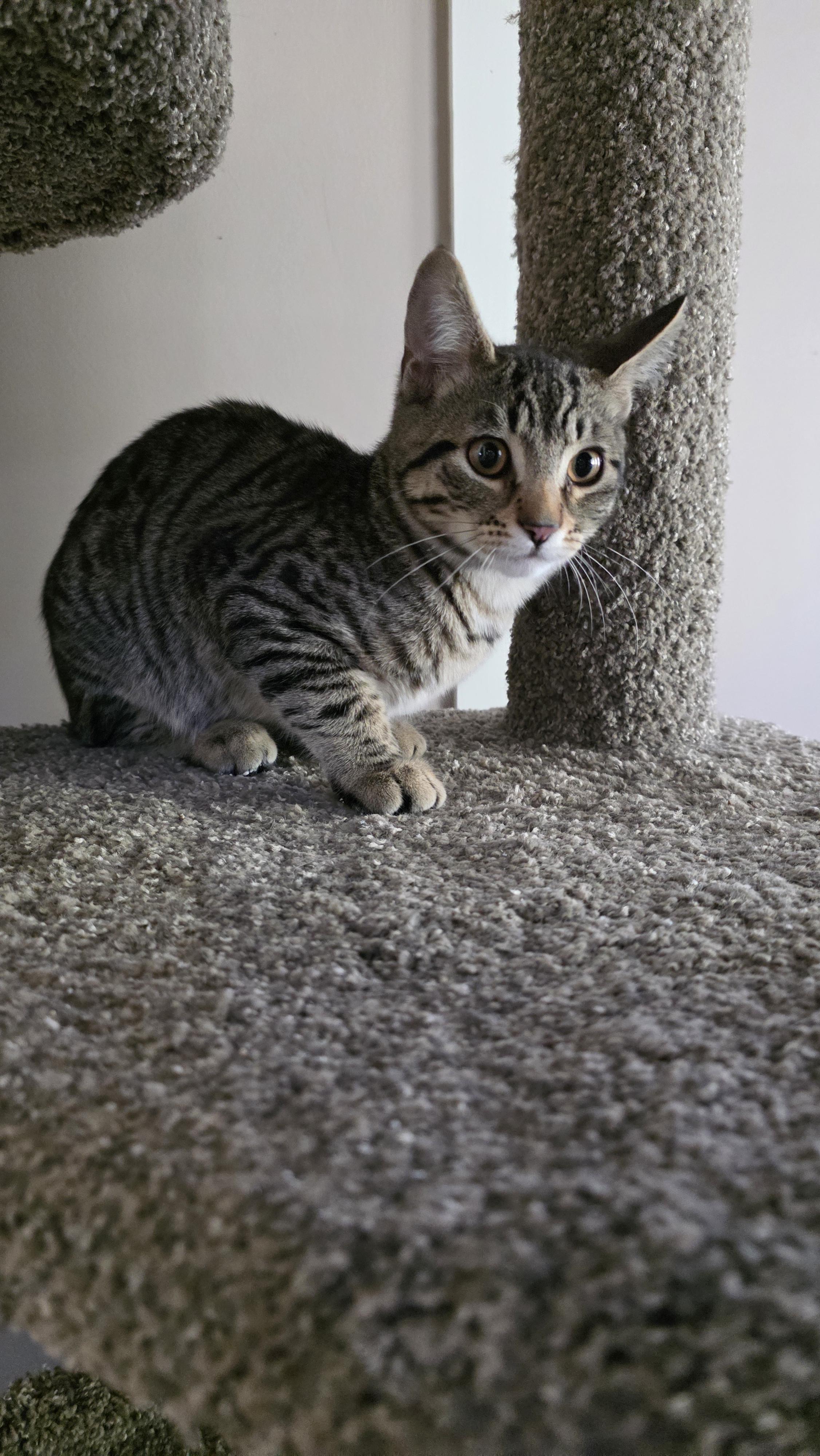 Ollie, a Adoptable mixed breed in Kamloops, BC image 5/6