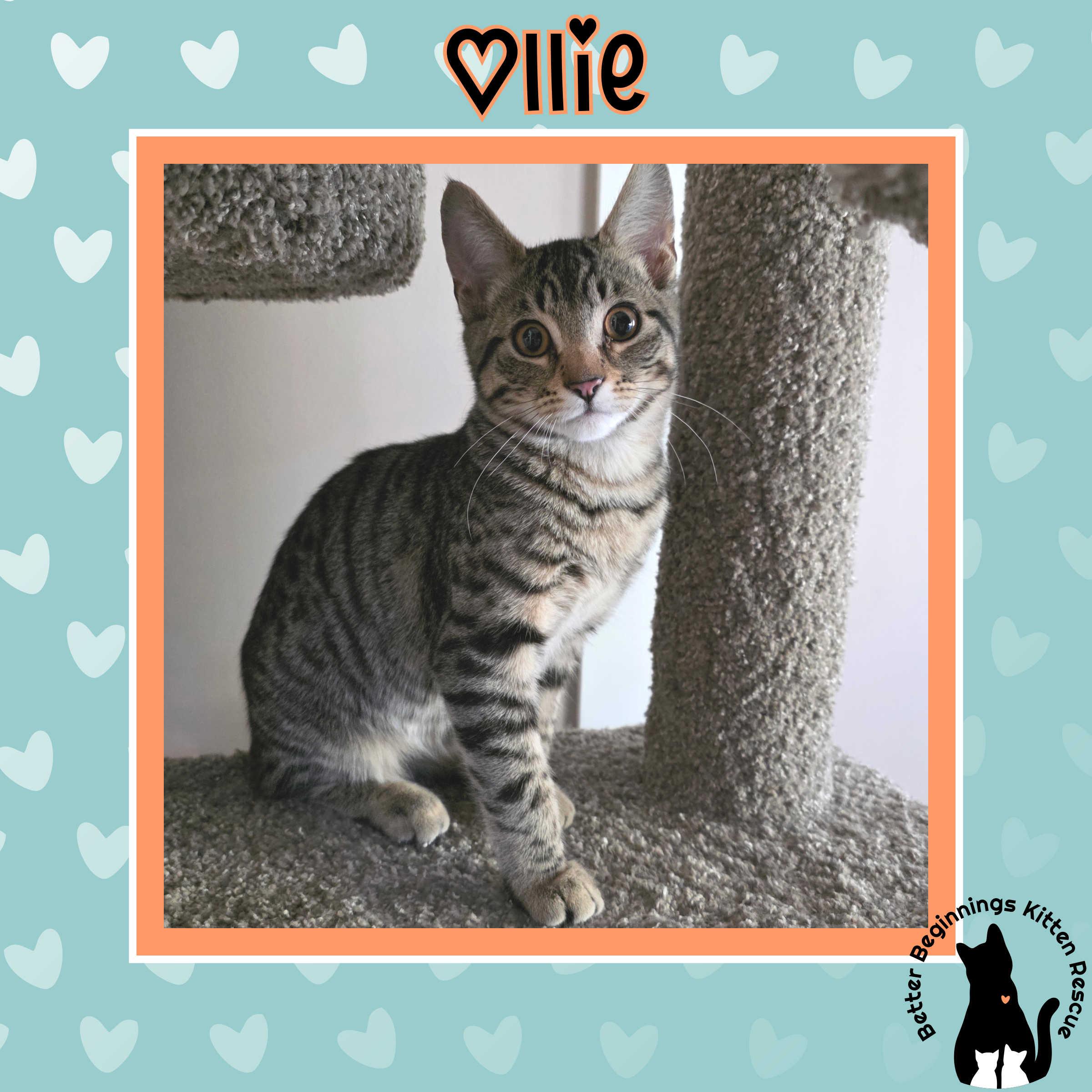 Ollie, a Adoptable mixed breed in Kamloops, BC image 6/6
