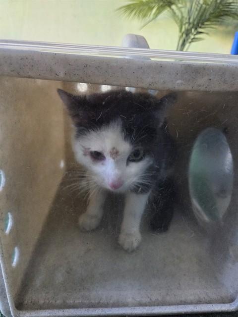 FISHER, Adoptable, Young Male Domestic Short Hair.