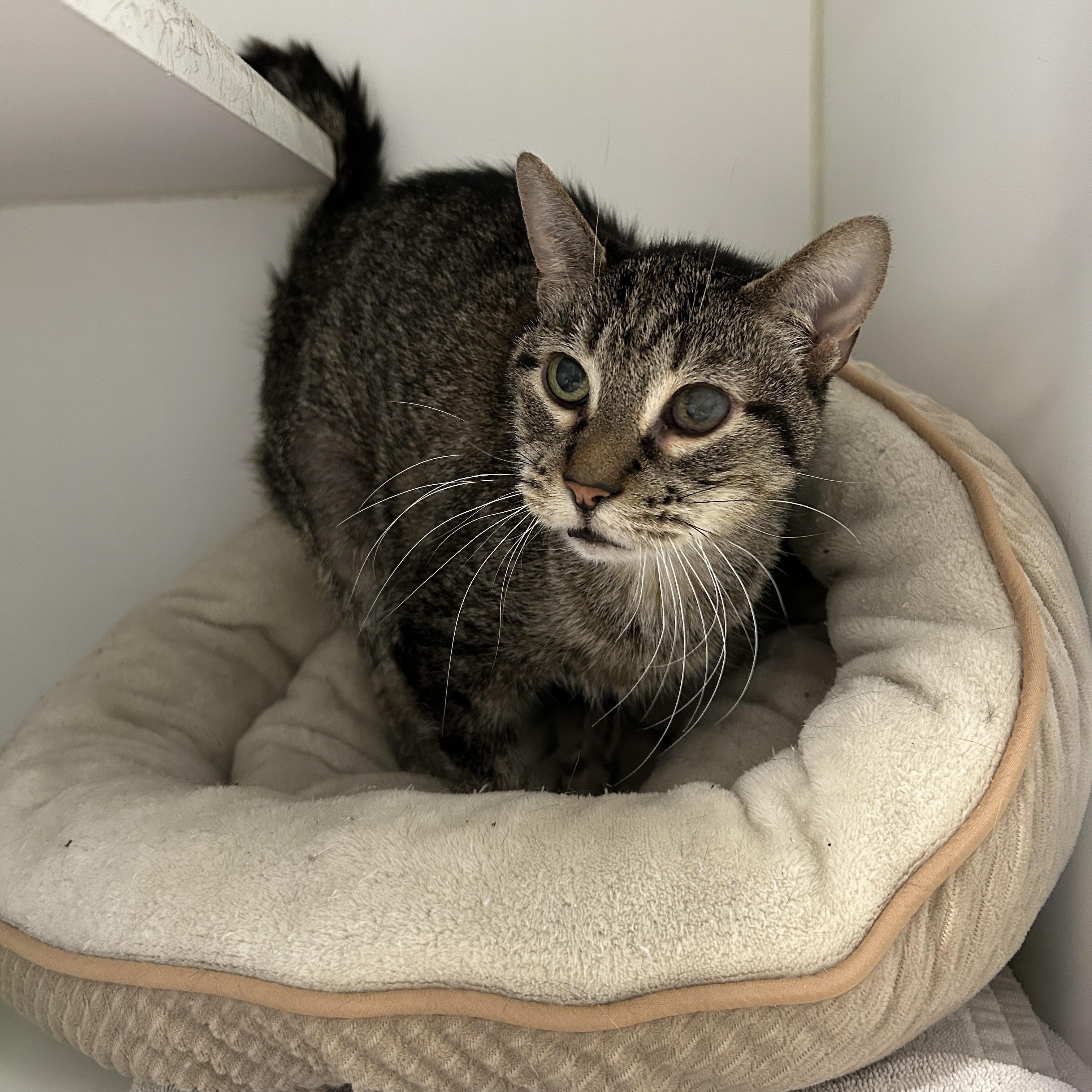 Pebbles, a Adoptable Domestic Short Hair in La Grange Park, IL image 1/6