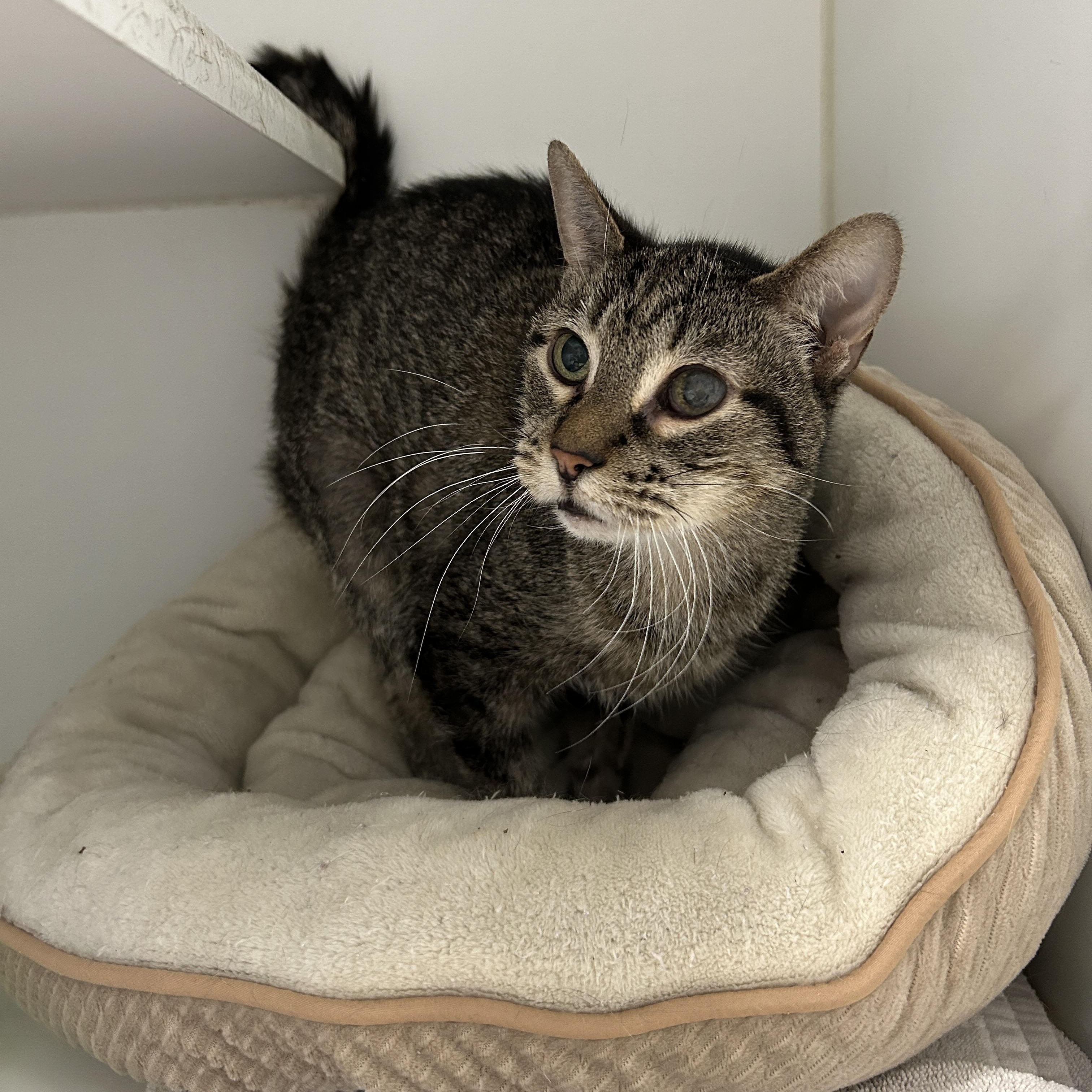 Pebbles, Adoptable, Senior Female Domestic Short Hair.